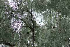 Psaltriparus minimus