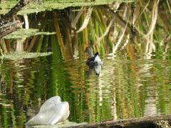 Porphyriops melanops