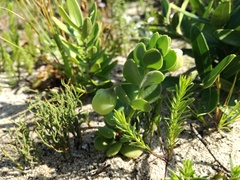 Roepera maritima