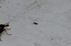 Tetramorium immigrans