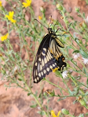 Papilio polyxenes rudkini