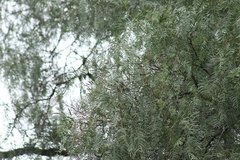 Psaltriparus minimus