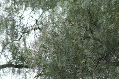 Psaltriparus minimus