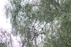 Psaltriparus minimus