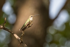 Archilochus alexandri