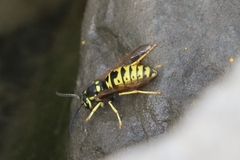 Vespula atropilosa