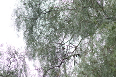 Psaltriparus minimus