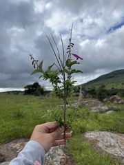 Salvia curviflora