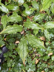 Prosartes hookeri