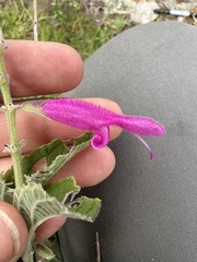Salvia curviflora