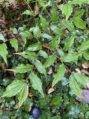 Prosartes hookeri
