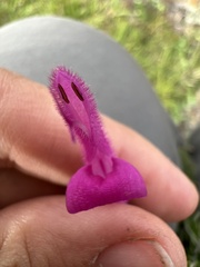 Salvia curviflora