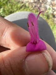 Salvia curviflora