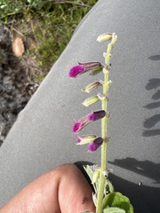 Salvia curviflora