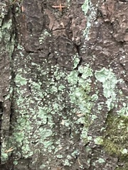 Lecanora thysanophora