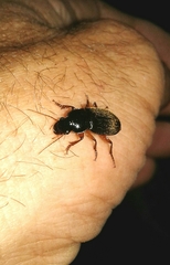 Harpalus rufipes