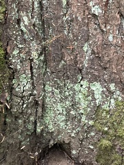 Lecanora thysanophora