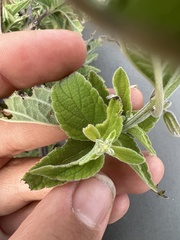 Salvia curviflora