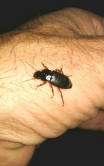 Harpalus rufipes