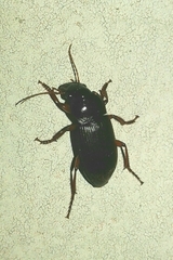 Harpalus rufipes