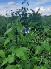 Melanchroia chephise