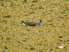 Porphyriops melanops