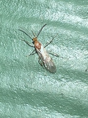 Brachyponera chinensis