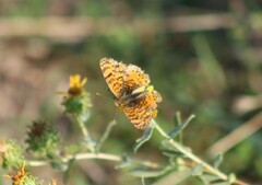 Phyciodes mylitta