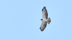 Buteo brachyurus