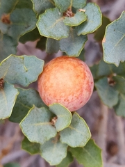Atrusca brevipennata
