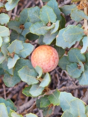 Atrusca brevipennata