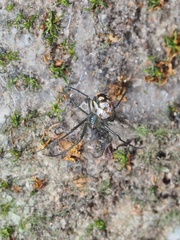 Leucauge