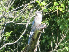 Cyanopica cyanus