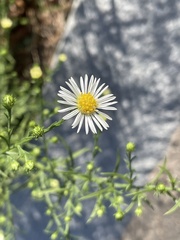 Symphyotrichum lanceolatum