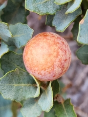 Atrusca brevipennata