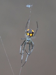 Leucauge