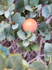 Atrusca brevipennata