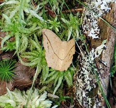 Prochoerodes lineola