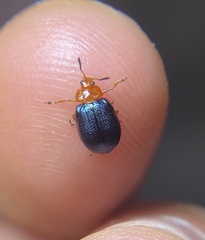 Plagiodera arizonae