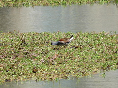 Porphyriops melanops