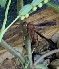 Polistes rubiginosus