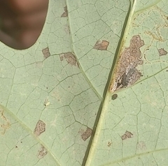 Illinoia liriodendri
