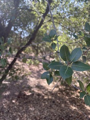 Quercus wislizeni