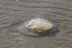 Rhizostomatoidea