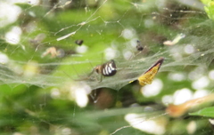 Frontinella pyramitela