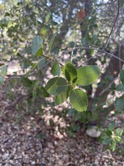 Quercus wislizeni