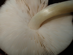 Pluteus hibbettii