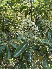 Pittosporum pentandrum