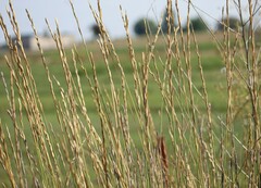 Leymus cinereus