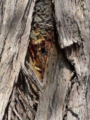 Tetragonula carbonaria